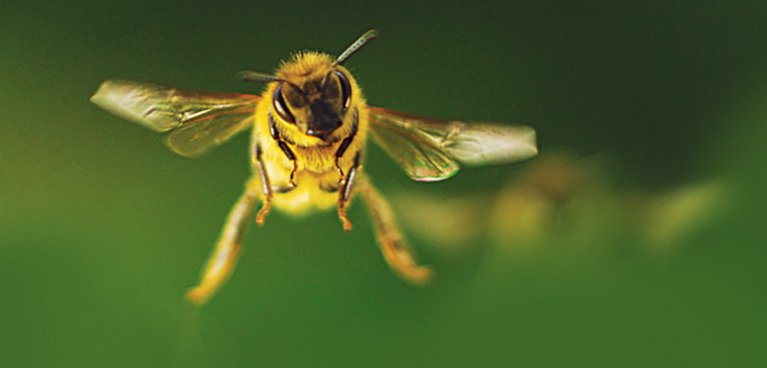 Denník včely – prírodopisný program