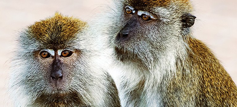 Ostrov makakov – prírodopisný seriál