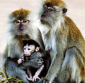 Ostrov makakov – prírodopisný seriál