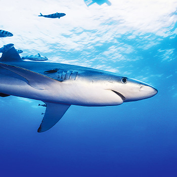 Útok žraloka: 360 stupňov – dokumentárny program