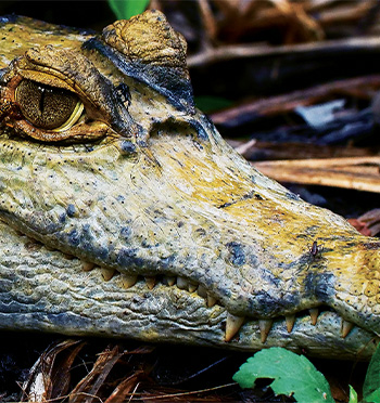 Ako prežiť v Amazónii – prírodopisná dokumentárna séria