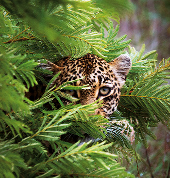 Boj o leopardí trón – prírodopisný dokument